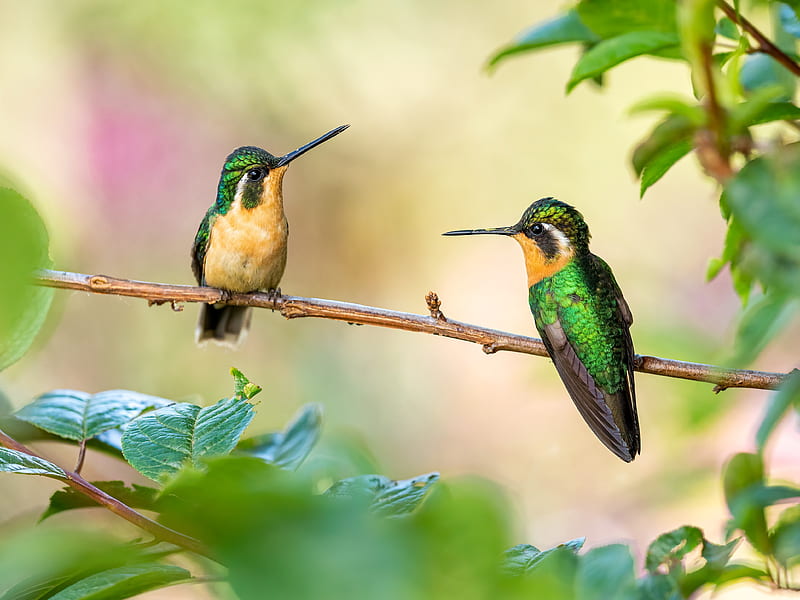Birds, Hummingbird, Bird, Wildlife, HD wallpaper