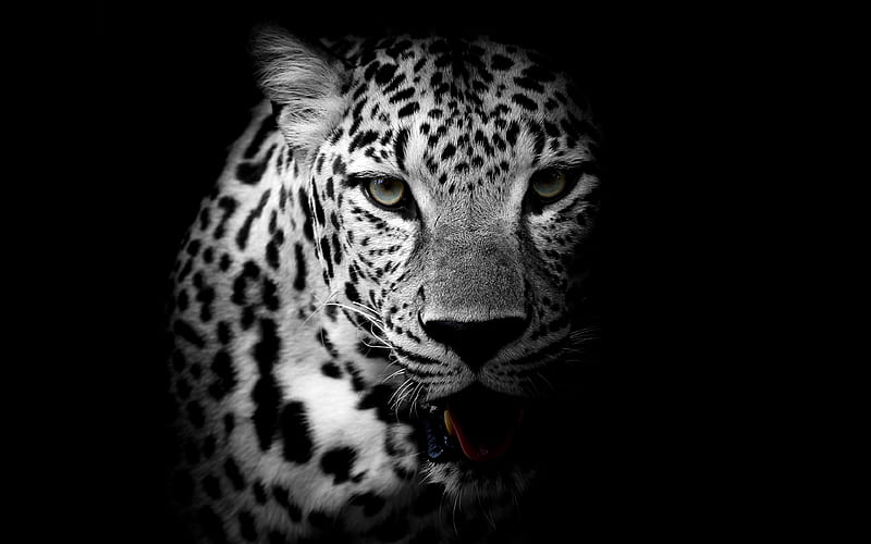 Leopard, animal, black, white, HD wallpaper