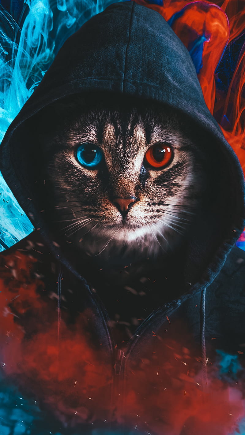 Hood cat, colorful, drama r, mask, red, smoke, HD phone wallpaper