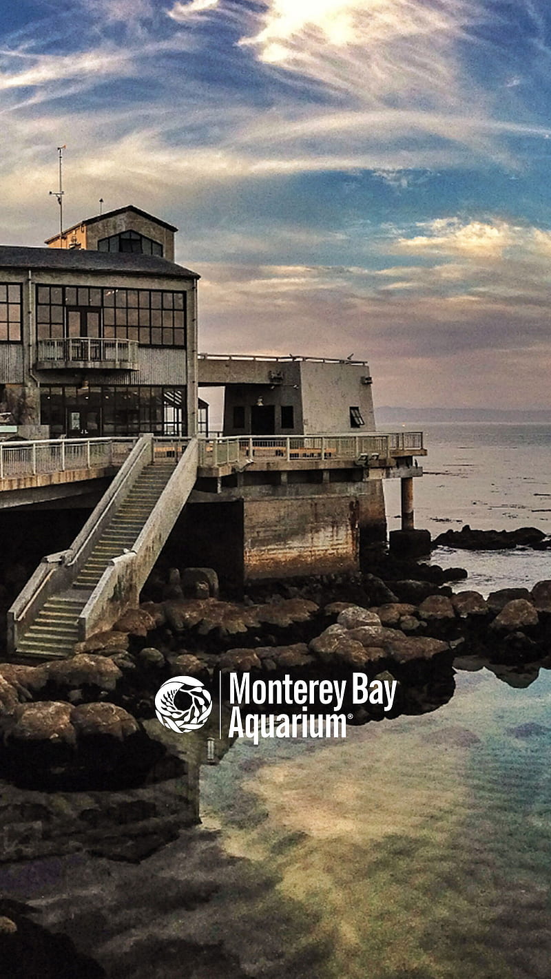 M Bay Aquarium, beach, monterey bay, monterey bay aquarium, HD phone wallpaper