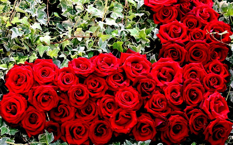 Rosas rojas, flores, rojo, jardín, rosas, Fondo de pantalla HD | Peakpx