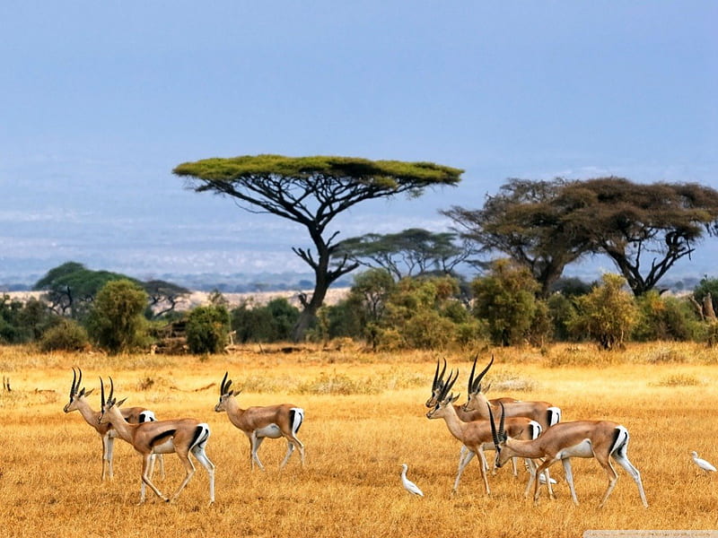 Antelopes, animale, nice, field, HD wallpaper