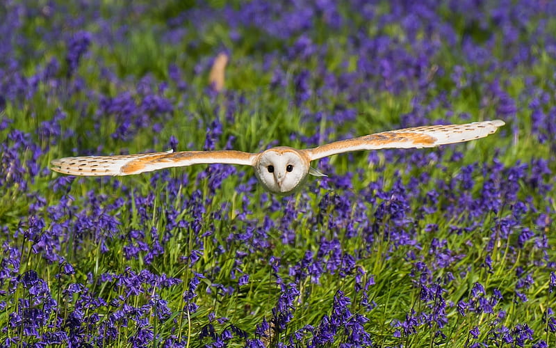 Barn Owl, wildilfe, Church Owl, Tyto alba, HD wallpaper