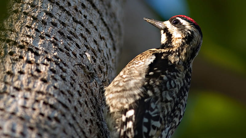woodpecker-Birds high-definition, HD wallpaper