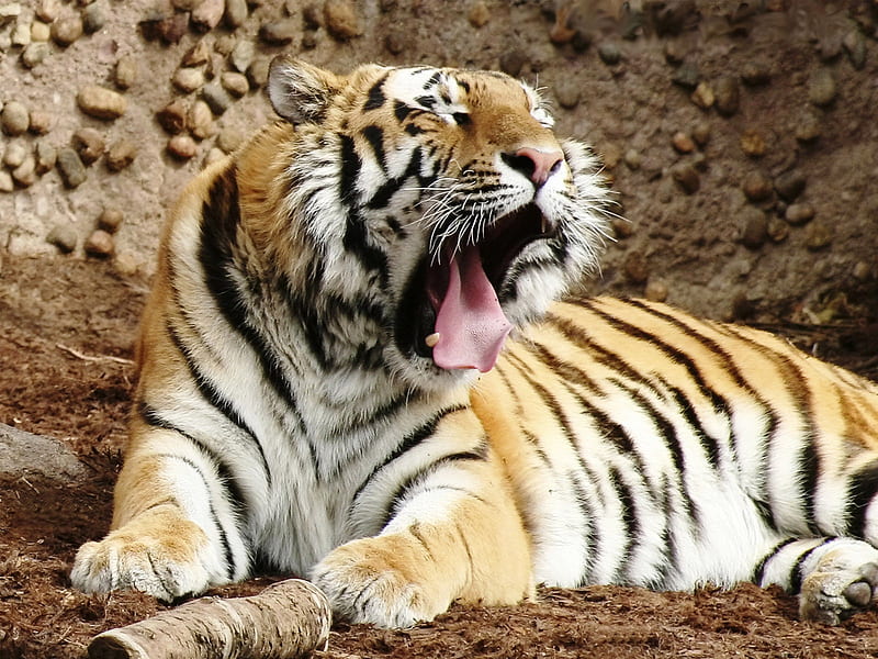 Bengal Tiger, stripes panthera tigris, predator, wildlife, tiger, cats, animal, angry, HD wallpaper