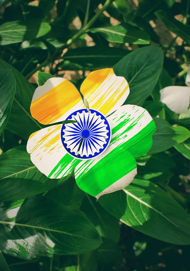 Flowers, flower, india, tricolour, HD phone wallpaper