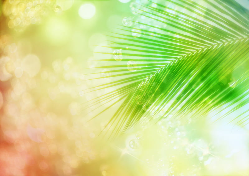 Sunkissed Palm Leaf, colours, palm leaf, sunlight, HD wallpaper