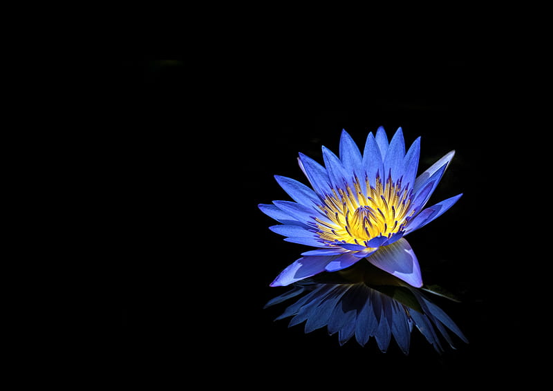 blue water lily, petals, reflection, Flowers, HD wallpaper