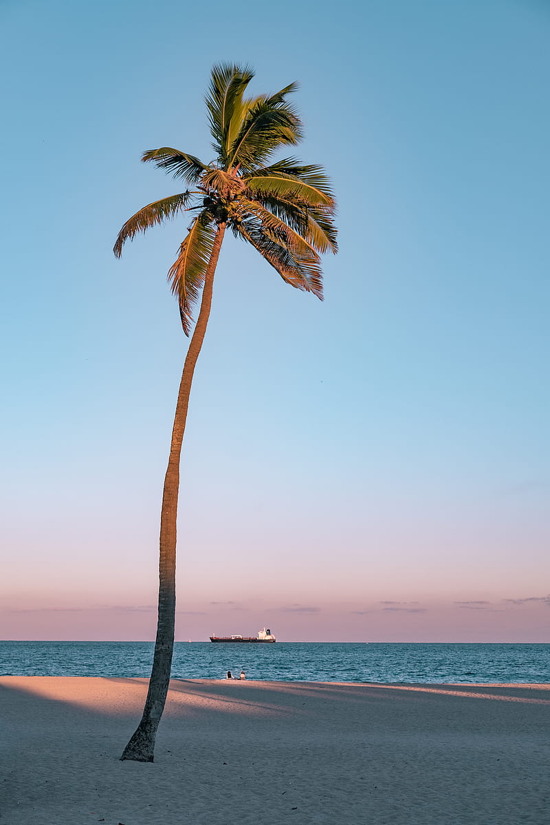 of Coconut Tree On Seashore, HD phone wallpaper