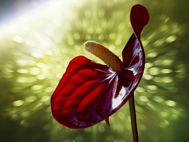 Red Calla Lily, red, calla, flowers, lily, NATURE, HD wallpaper