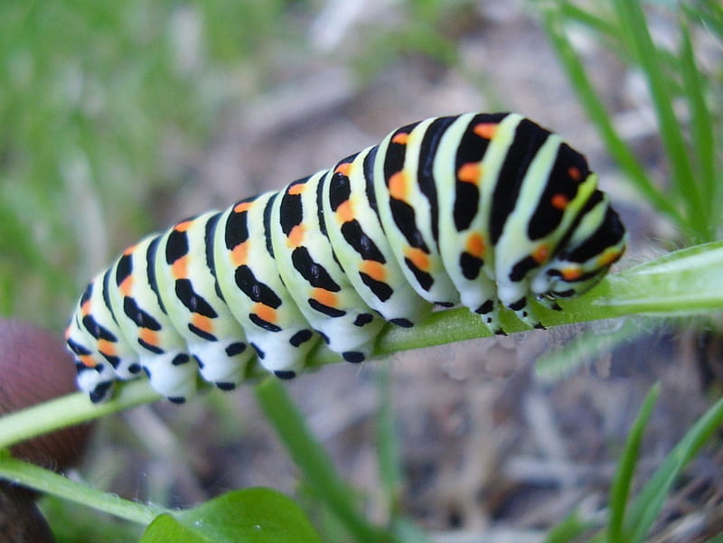 caterpillar(King butterfly), spots, orange, long, black, yellow, HD wallpaper
