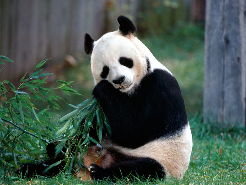 panda bear, eating bambo, snack bamboo, hugs for a teddy bear, bears, animals, HD wallpaper
