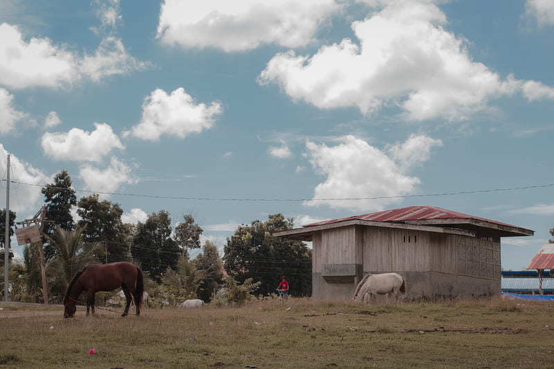 two horses outside a house during daytime, HD wallpaper