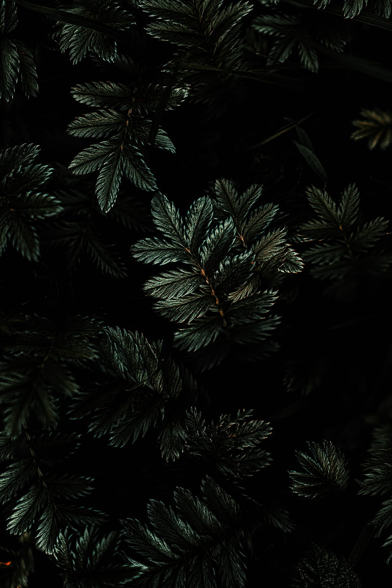 leaves, branches, dark, green, plant, HD phone wallpaper