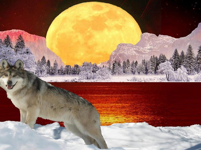 Winter moonlight, rock, nice, fantasy, red sky, frost, animals, view, red river, abstract, winter, snow, snowy pine trees, ice, moonlight, wolf, beautiful coloured, landscape, HD wallpaper