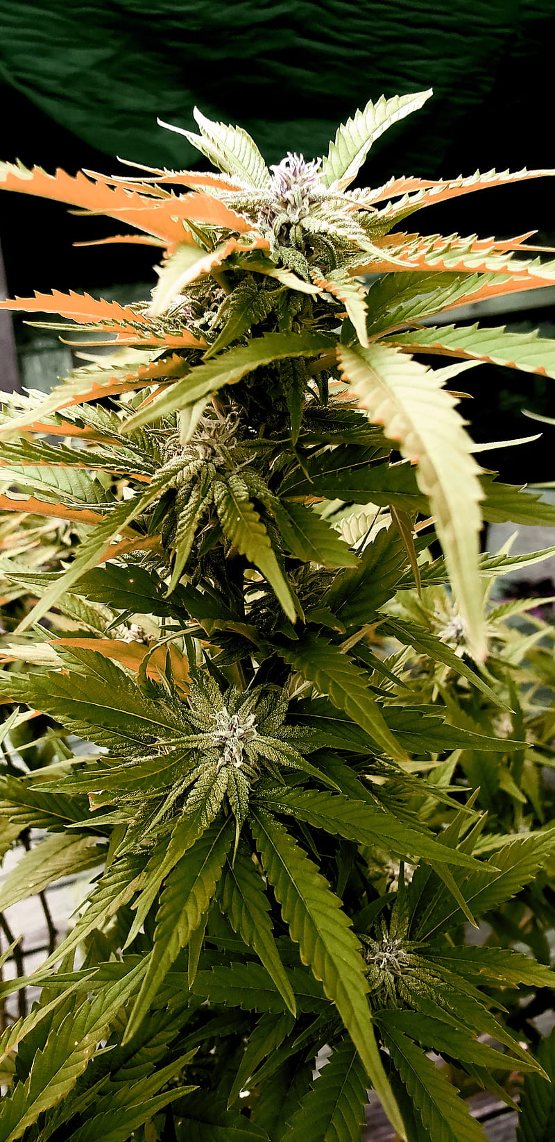Marijuana , 420, bud, chill, flower, green, herb, pot, smoke, HD phone wallpaper