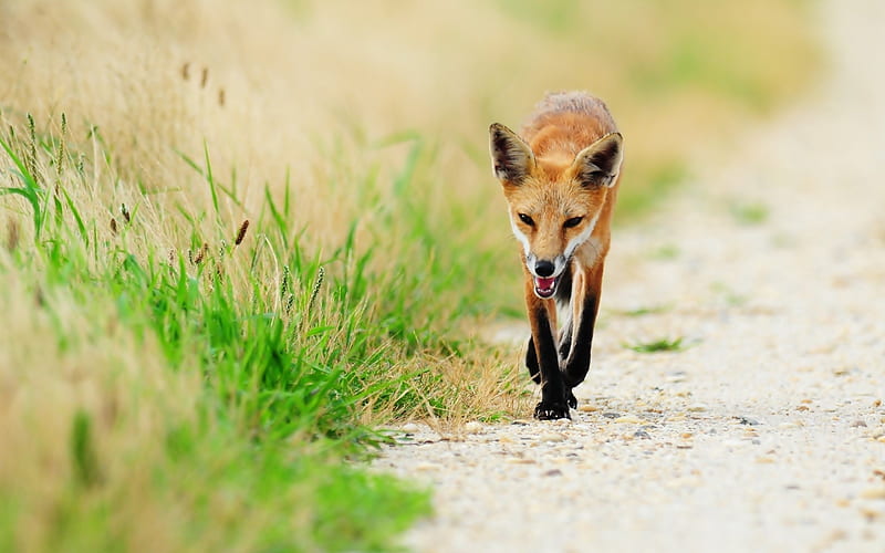Fox thin grass sick-Animal High Quality, HD wallpaper