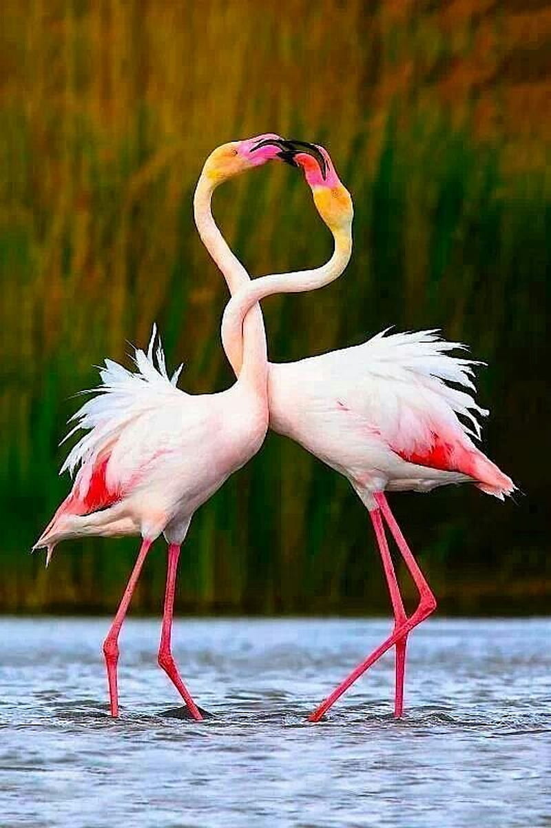 Flamingo, cute, bird, HD phone wallpaper | Peakpx