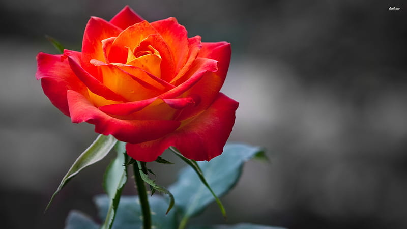 Rose for vivvy, flower, rose, stem, leaf, HD wallpaper | Peakpx