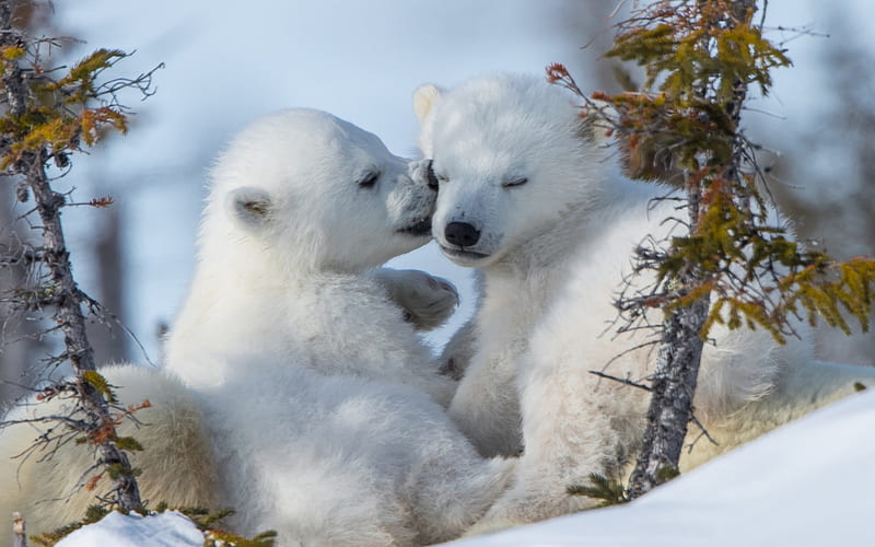 small white cubs, wildlife, winter, forest, polar bears, cubs, HD wallpaper