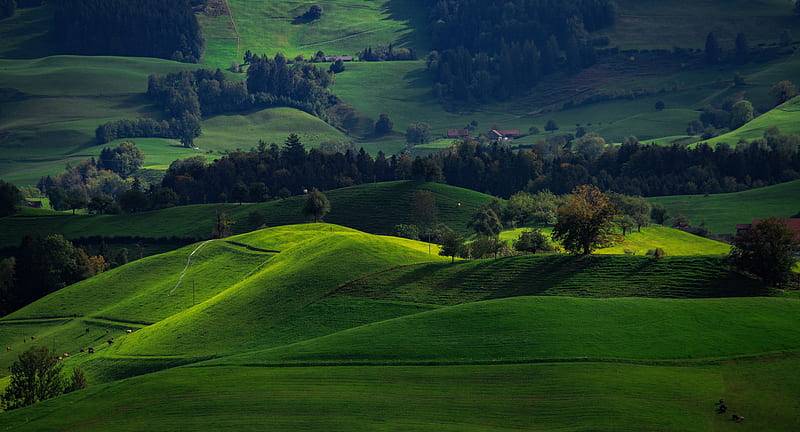 switzerland hirzel, field, green, trees, Nature, HD wallpaper