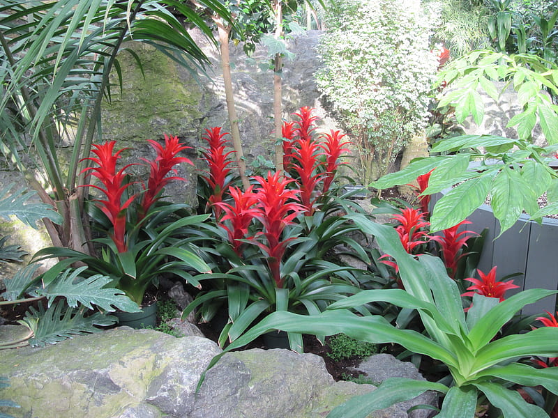 Spring symbol of rebirth 59 Bromeliads, red, graphy, green, Bromeliads, garden, Flowers, leaf, HD wallpaper