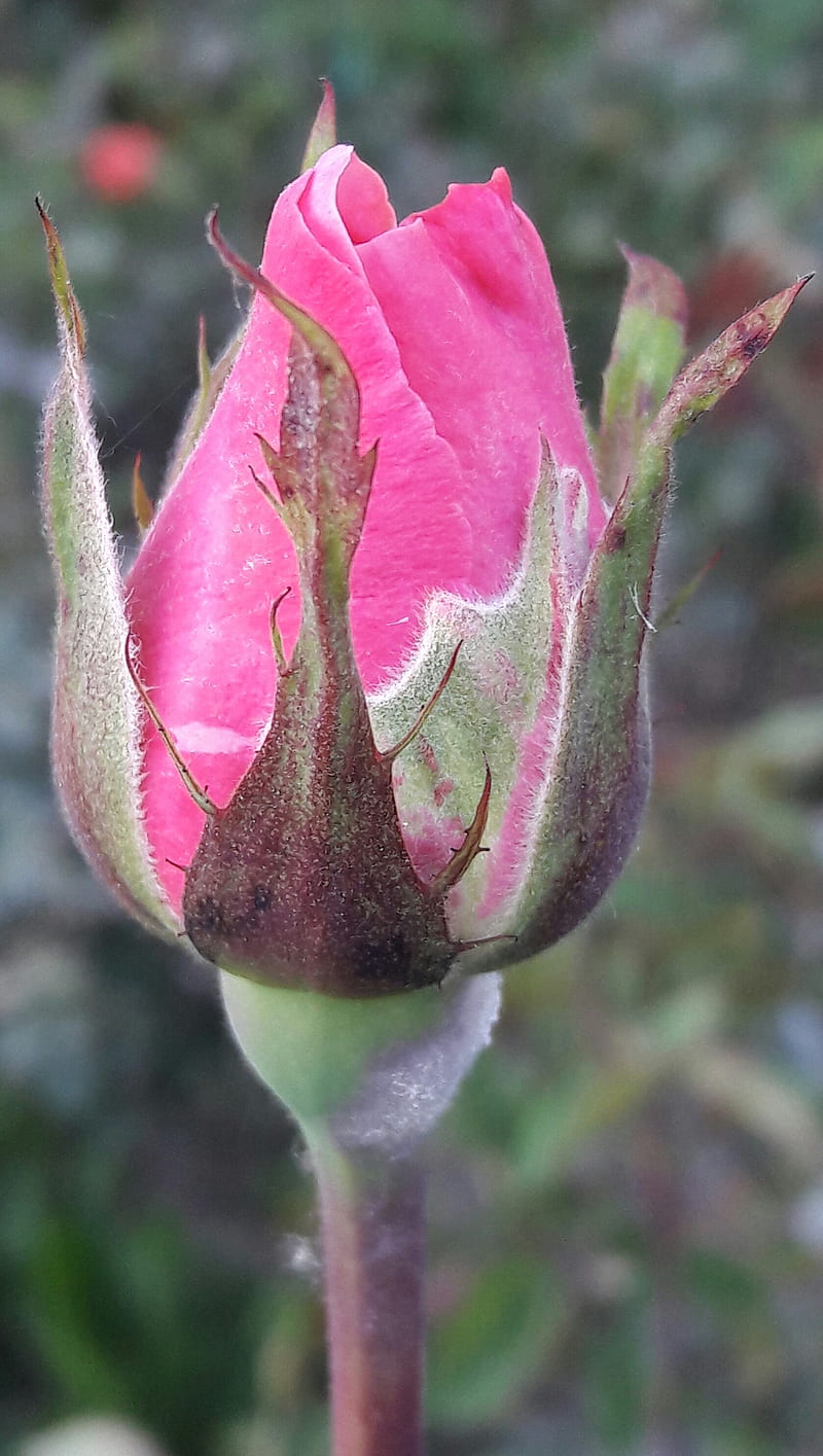 Pink rosebuds, flowers, garden, nature, roses, HD phone wallpaper