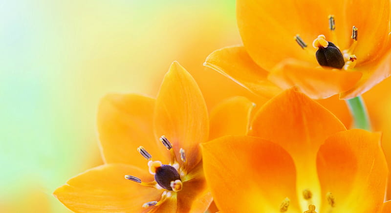 Orange Tulips, Tulips, Flowers, Orange, Artificial, HD wallpaper