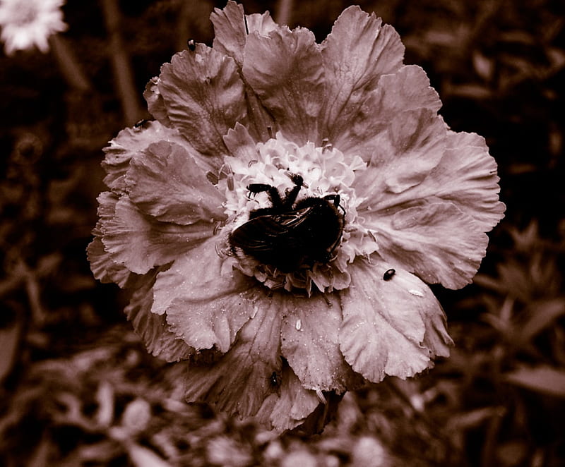 Bumble bee on a flower, flower, sepia, swinsty, bee, HD wallpaper