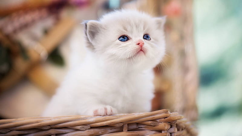 Blue Eyes White Fur Cat Kitten Inside Bamboo Basket In Blur Background Kitten, HD wallpaper