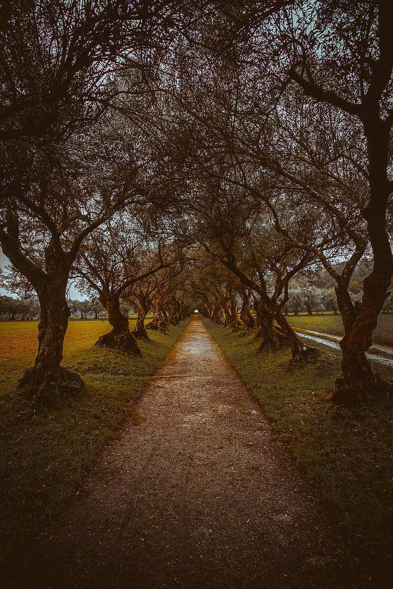 alley, path, trees, nature, HD phone wallpaper