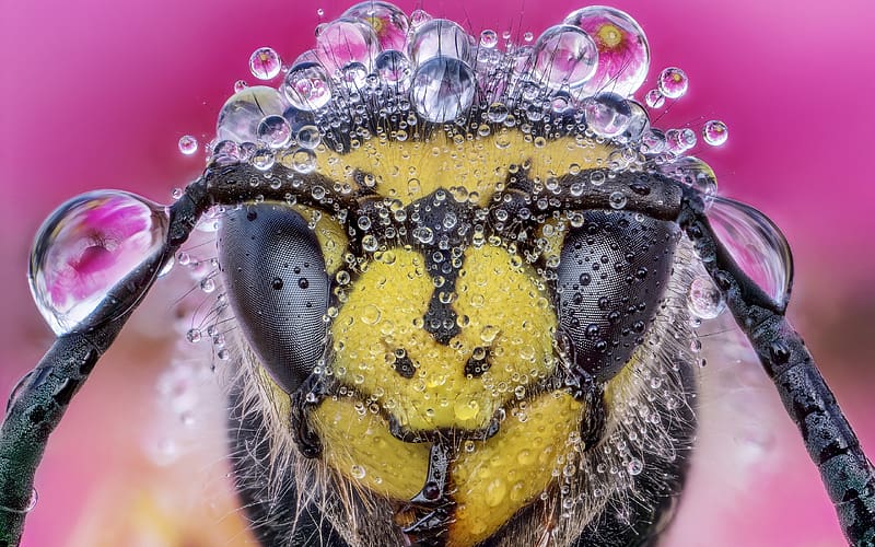 Hornet, yellow, face, nature, water drops, head, insect, pink, bee, macro, HD wallpaper