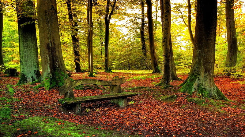 Bench in Forest, nature, Forest, in, Bench, HD wallpaper Bench in Forest, nature, Forest, in, Bench, HD wallpaper