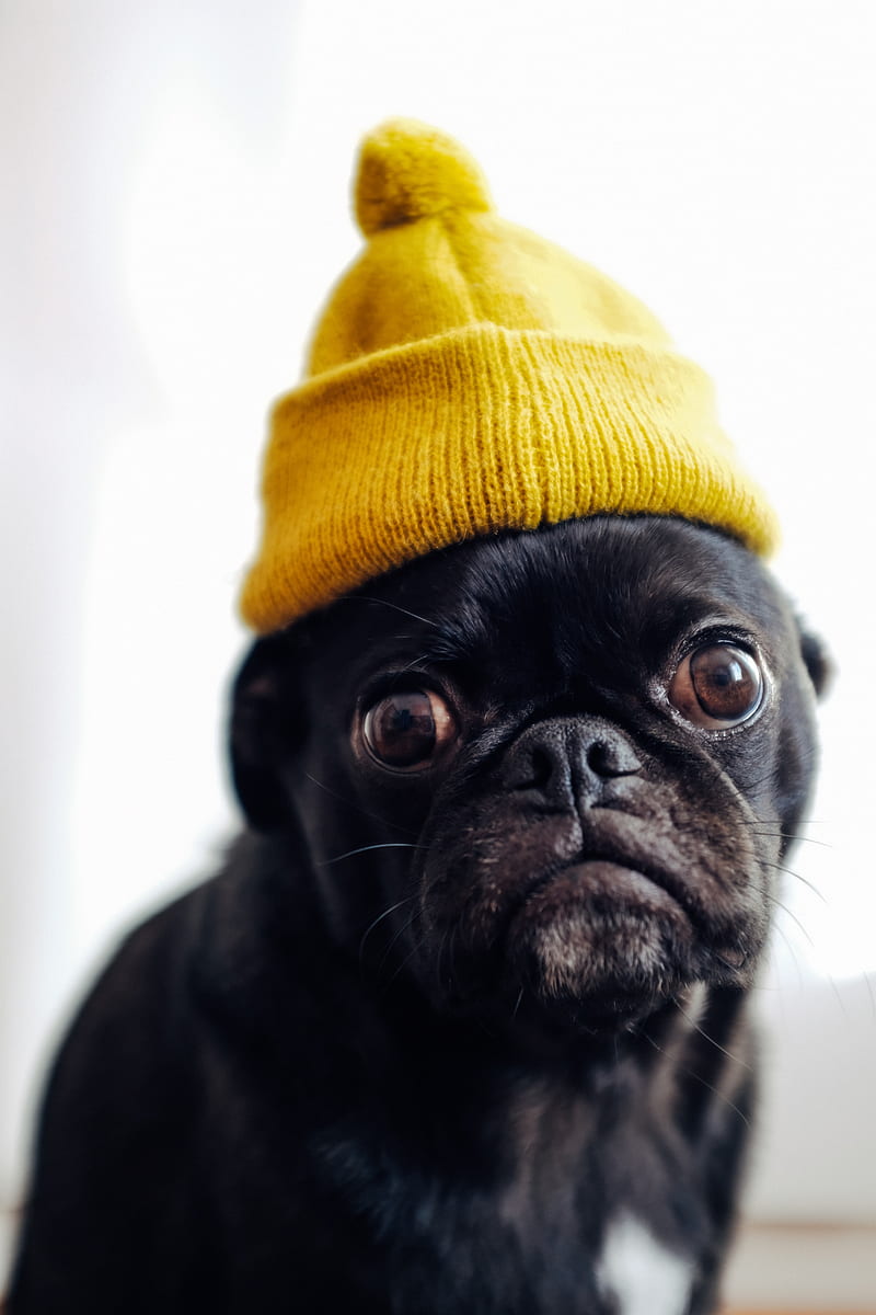 pug, dog, hat, pet, black, funny, HD mobile wallpaper