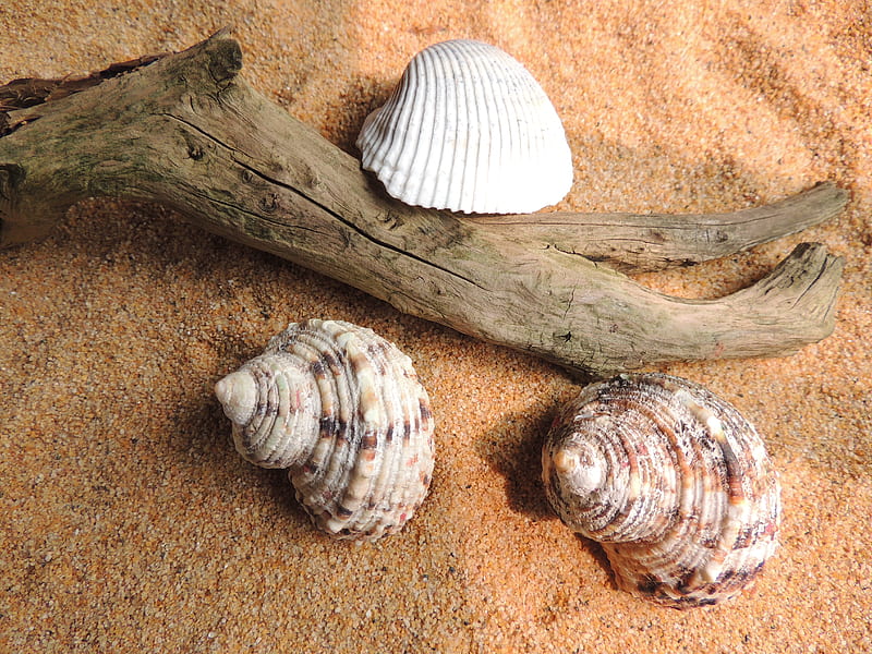 Driftwood And Sea Shells, Sand, Summer, graphy, Sea Shells, Driftwood, Nature, HD wallpaper