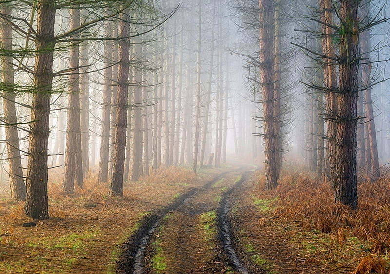 Trail through Foggy Forest, Trees, Forests, Fog, Trails, Nature, HD ...