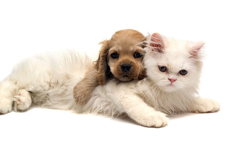 white fluffy cat, puppy, cute animals, friendship, cat and dog, HD wallpaper