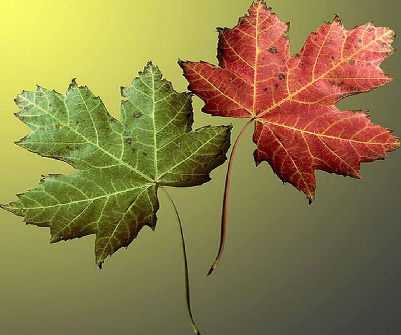 Fallen leaves., fall, autumn, plant, nature, leaf, HD wallpaper