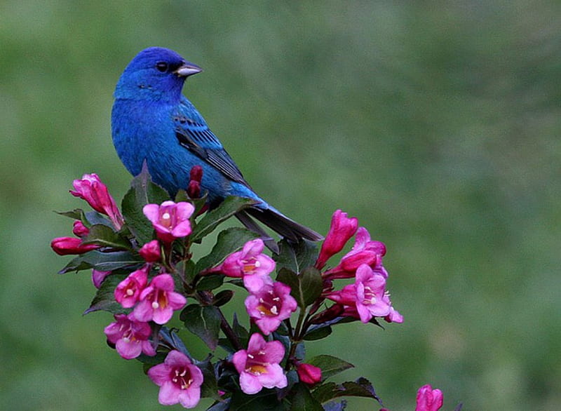 Rosa y azul, flor, pájaro, flores, naturaleza, pájaro cantor, Fondo de  pantalla HD | Peakpx