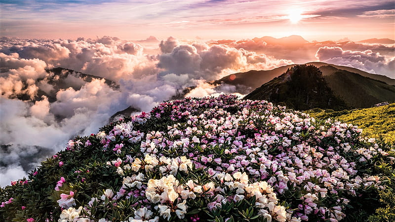 Rhododendrons, flowers, mountain, sky, clouds, HD wallpaper