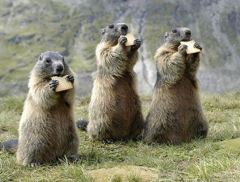 Marmots eating biscuits, three, social, brown, wooly, HD wallpaper