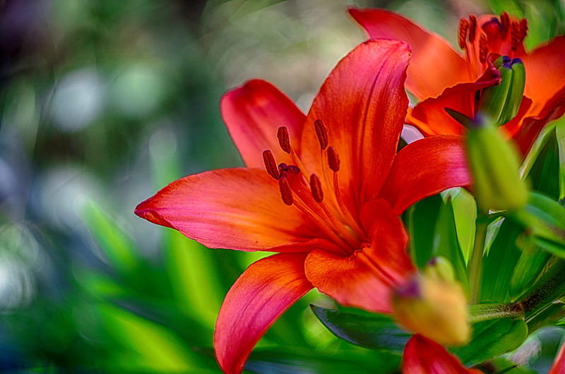 Red lilies, red, pretty, lovely, lilies, bonito, spring, macro, flowers, garden, HD wallpaper