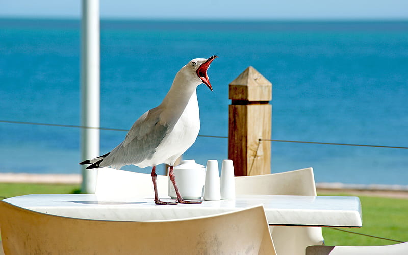seagull, cafe, coast, beach, seagulls, Laridae, HD wallpaper