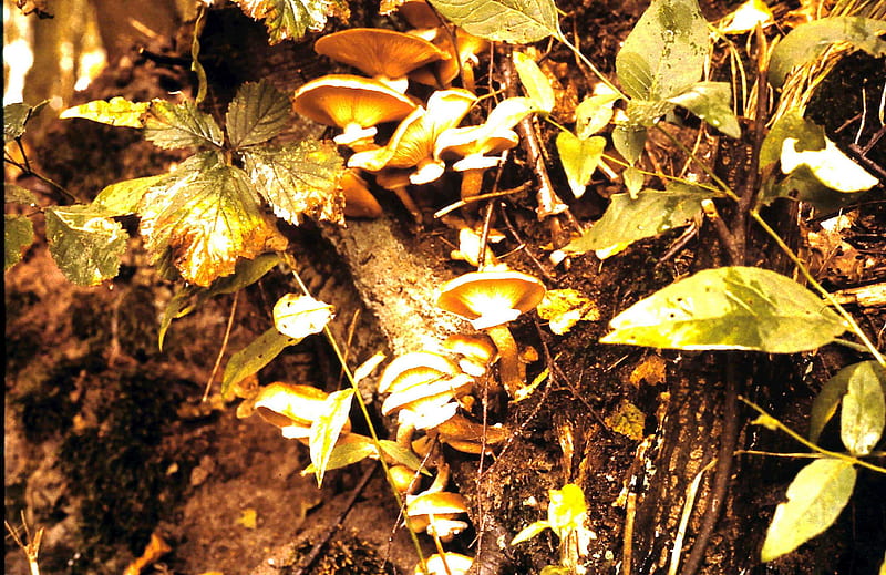 Mushrooms growing in the tree, autumn, tree, mushroom, nature, forrest, HD wallpaper
