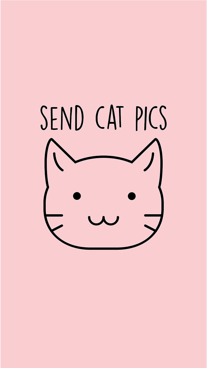 Send Cat Pics, cat. cats, cute, funny, jokes, pink, pun, puns, wackyposters, HD phone wallpaper