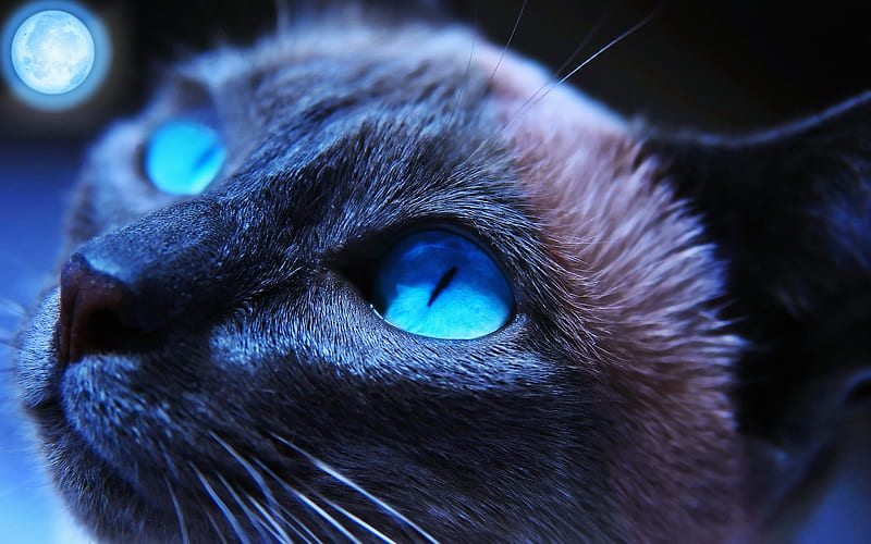 Siamese Cat, close-up, fluffy cat, blue eyes, domestic cat, pets, cute animals, cats, Siamese, HD wallpaper