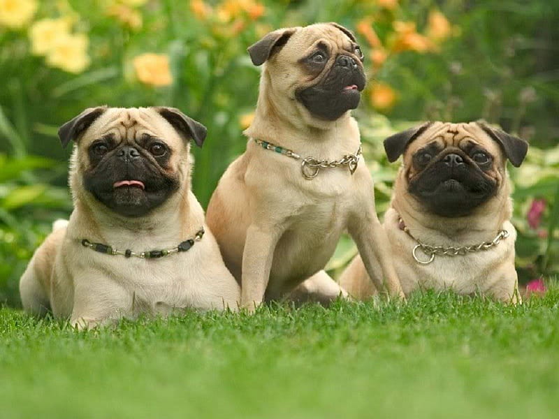 Pug Dogs Party, mouth, grass, ground, small, green, bush, flowers, animals, nose, legs, tail, three, black, tan, trees, daylight, body, day, nature, eyes, pug, dogs, HD wallpaper