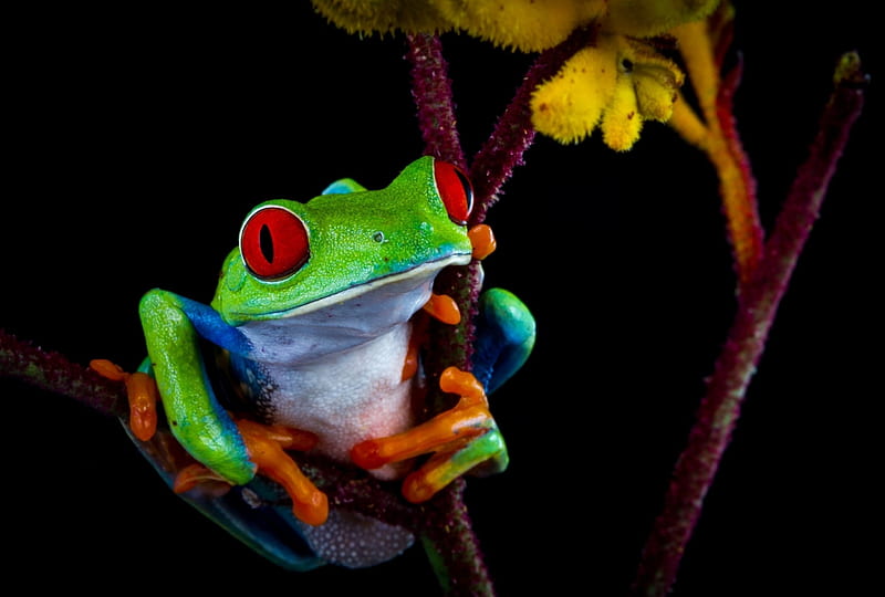 Frog, red, green, orange, black, yellow, animal, HD wallpaper