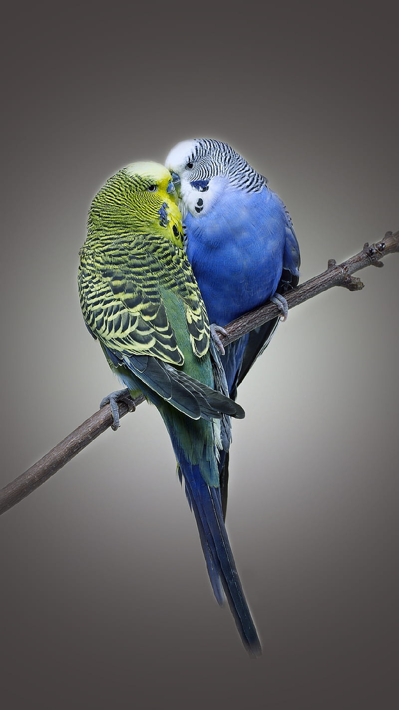 Portrait Of Two Cute Cuddling Budgies Perched On Branch With Blue  Background As Symbol Of Love And Affection Stock Photo  Download Image Now   iStock