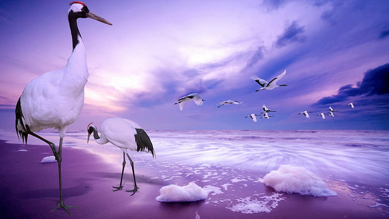 Cranes, ocean, crane, sky, sea, beach, water, purple, bird, pink, blue, HD wallpaper